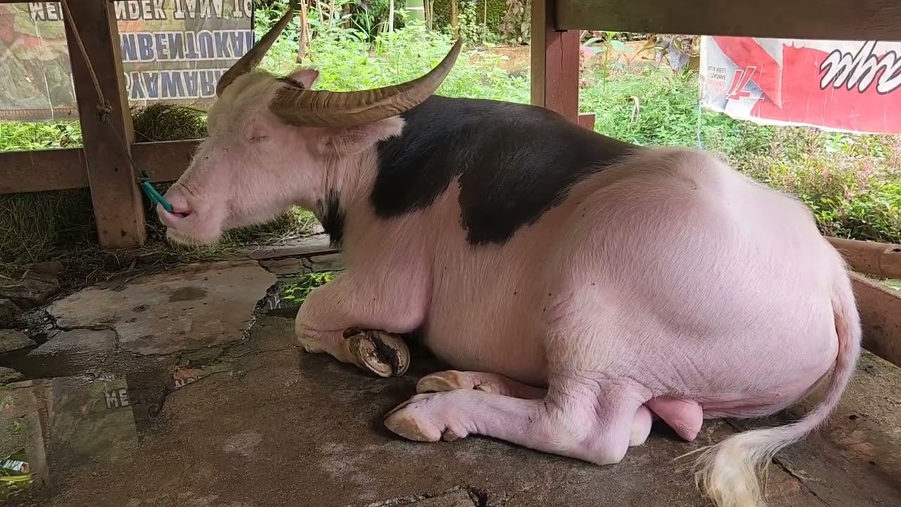 Peternakan Kerbau 1 Miliar per Ekor - Toraja part 5