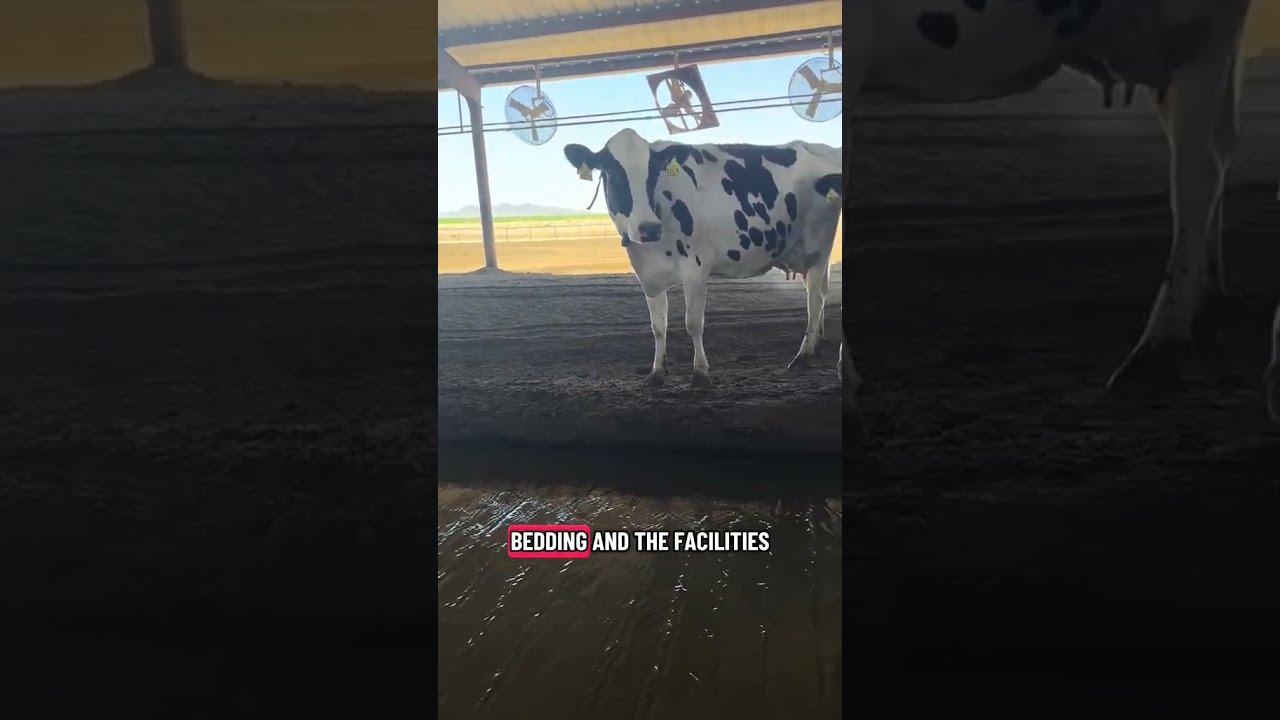 How Farmers Keep Cows Cool | THI & Cow Comfort