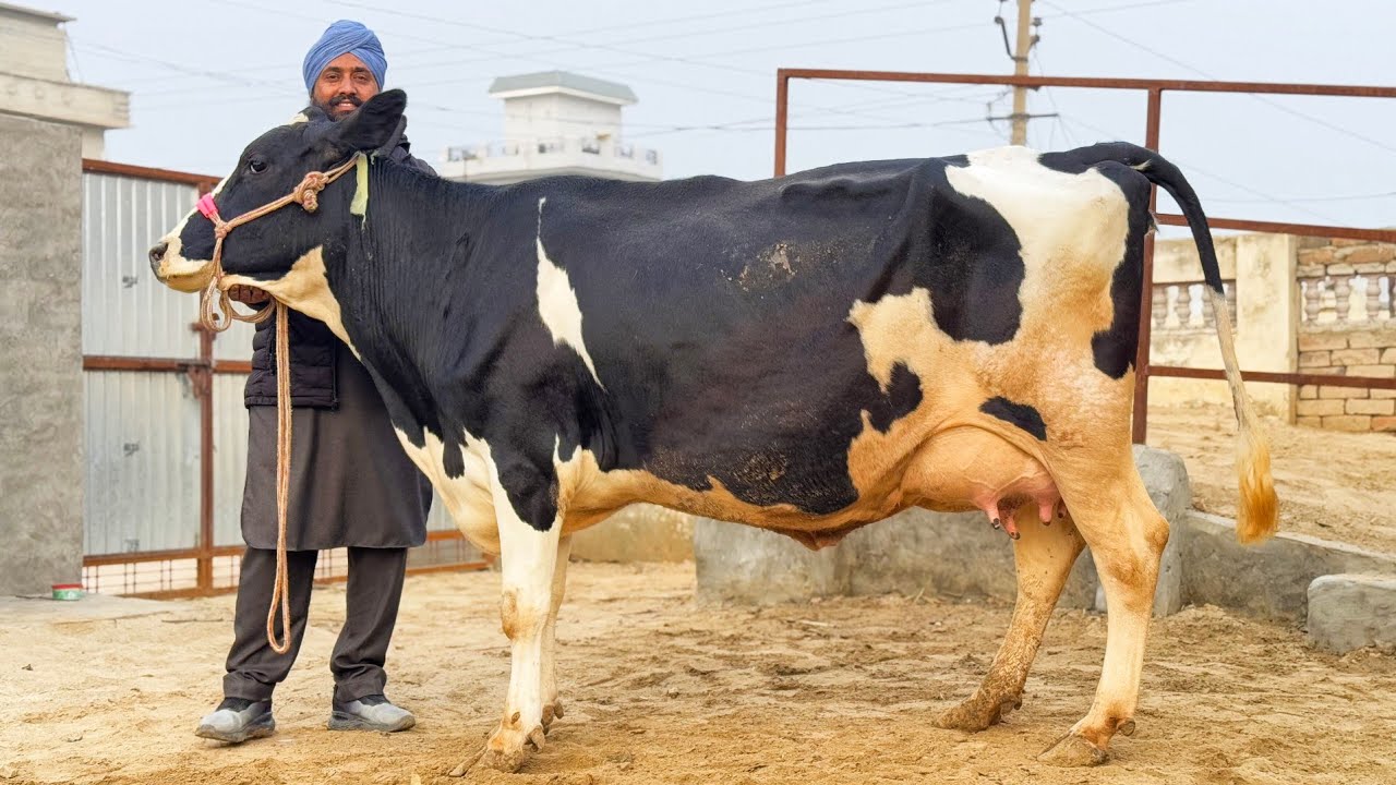 20 से 30 लीटर दूध की 9 गाय 85000 के हिसाब से गुजरात के लिए। Gill Dairy Farm Sri Ganganagar Rajasthan