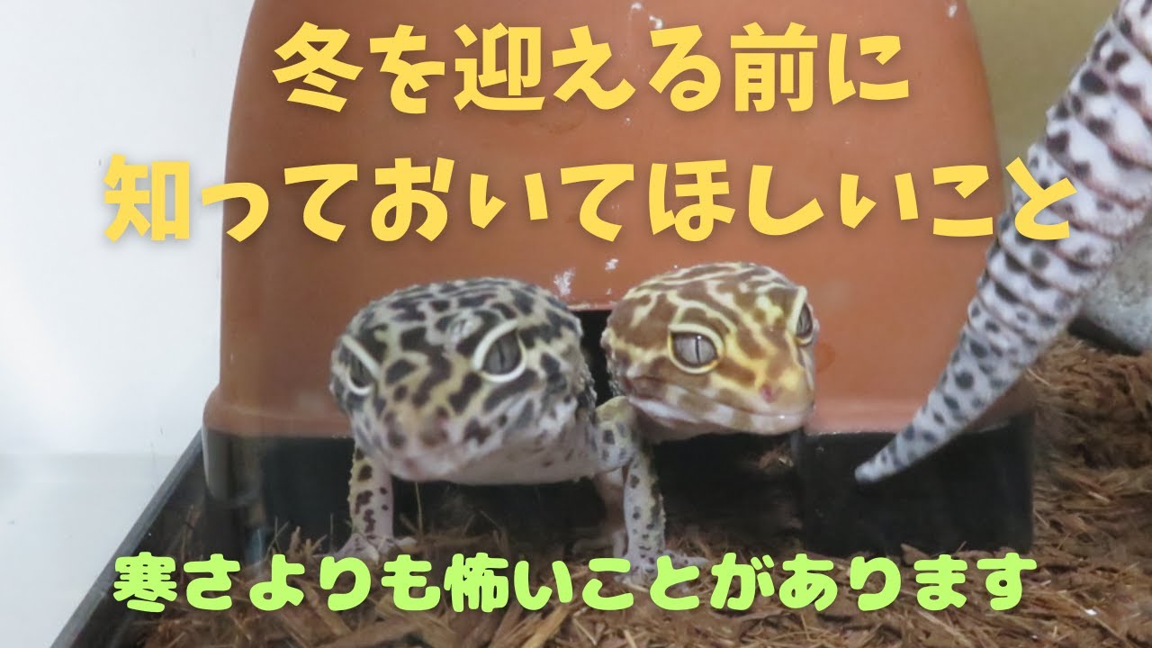 冬を迎える前に知っておいてほしいこと　レオパ観察日記＃114