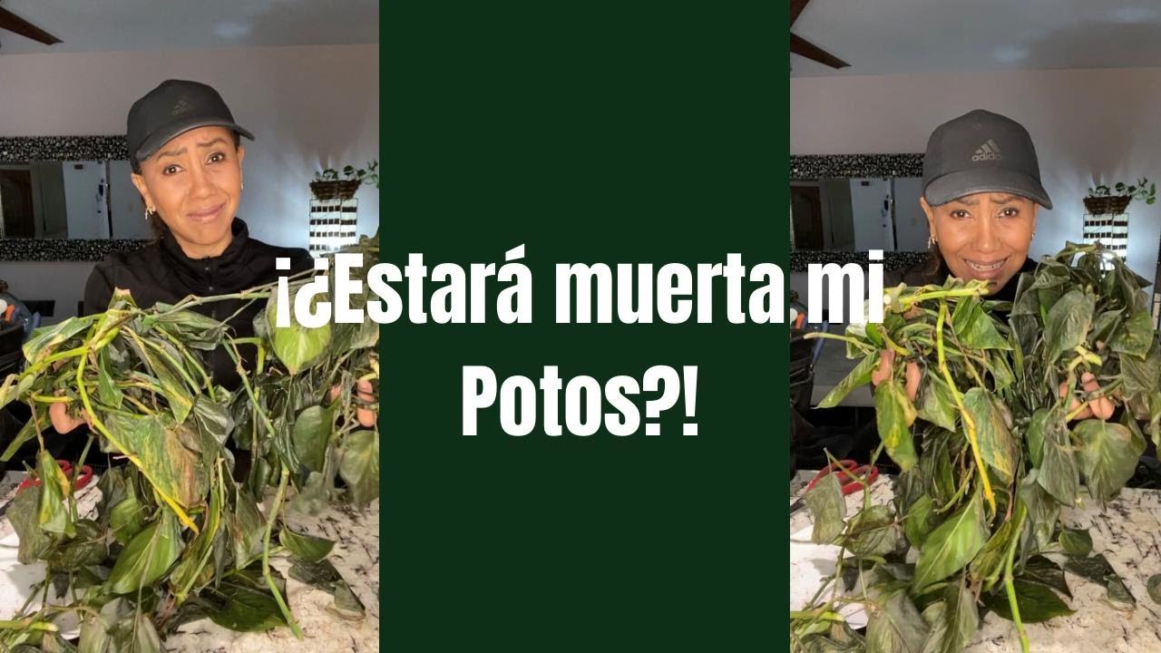 Como recuperar una Potos despúes de una helada.