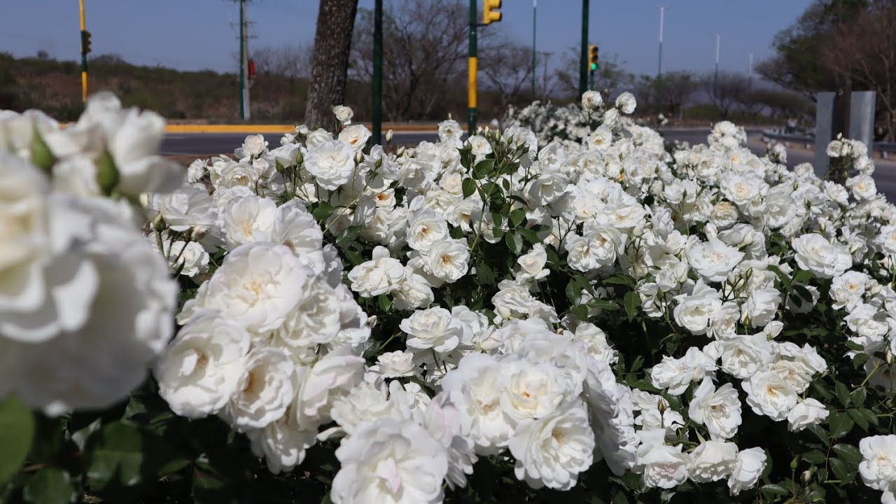 Rosal Iceberg - Fée des Neiges - KORbin - Schneewittchen - Sneeuwwitje