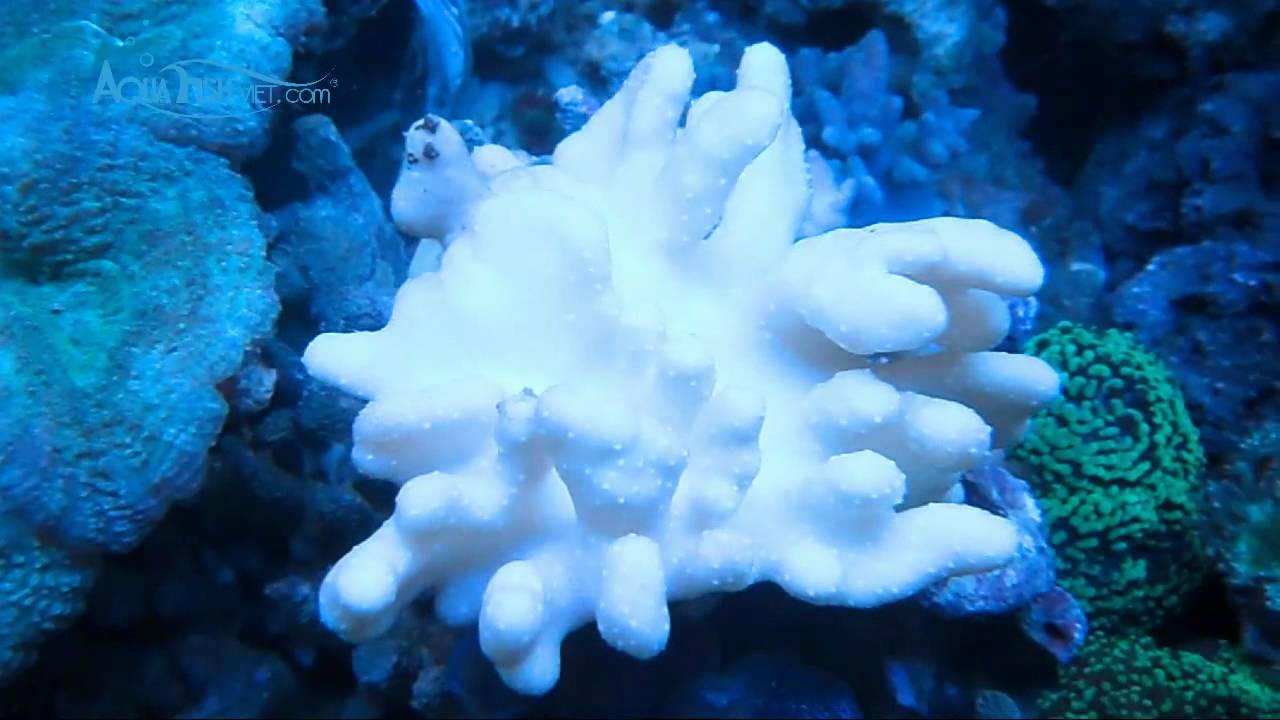 Finger Leather Coral (Lobophytum sp) || AquaFishViet.com