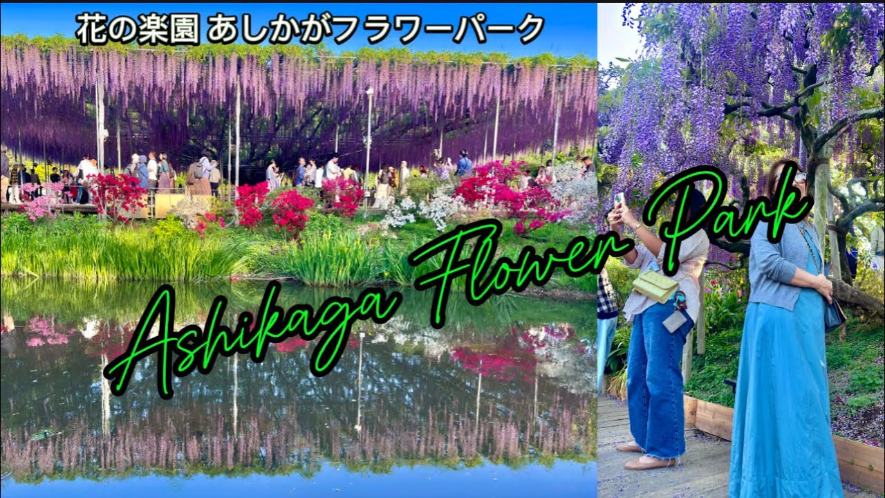 WISTERIA in Ashikaga Flower Park2025 ふじのはな物語 大藤まつり#ashikaga   #あしかがフラワーパーク  #wisteria #大藤 #flowers