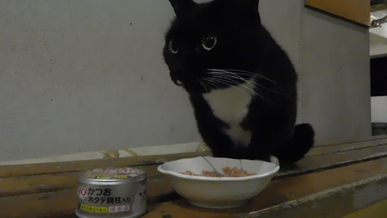ツッキーのテリトリーである18棟にズカズカと侵入を試みるグレーくん、もはや遠慮など微塵もなさそうですｗ