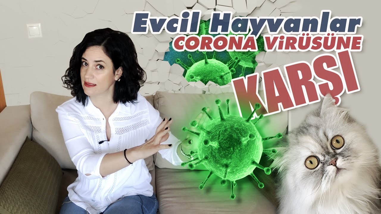 Corona virüsü ve evcil hayvanlarımız hakkında dünya sağlık örgütünün açıklamaları ve daha fazlası