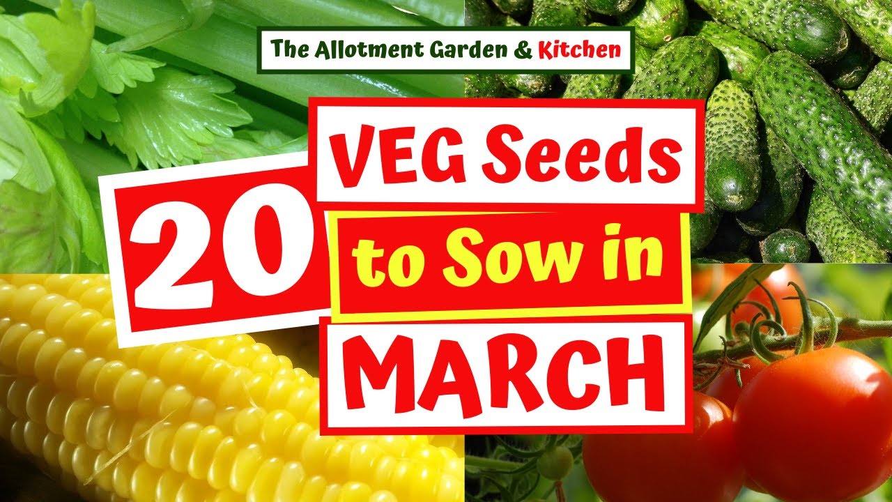 What Veg Seeds to Sow in March | Easy to Grow Veg for a Spring and Summer Harvest #64