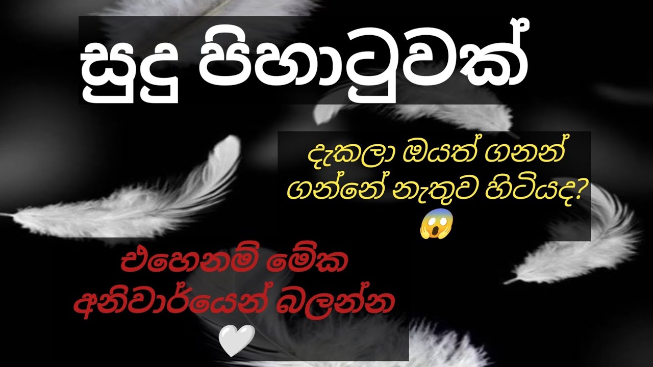 සුදු පිහාටුවක් දැක්කාද? විශ්වය ඔබට කියන අරුත්මත් පණිවිඩය 🕊️✨ @divineflow-Thathsarani 