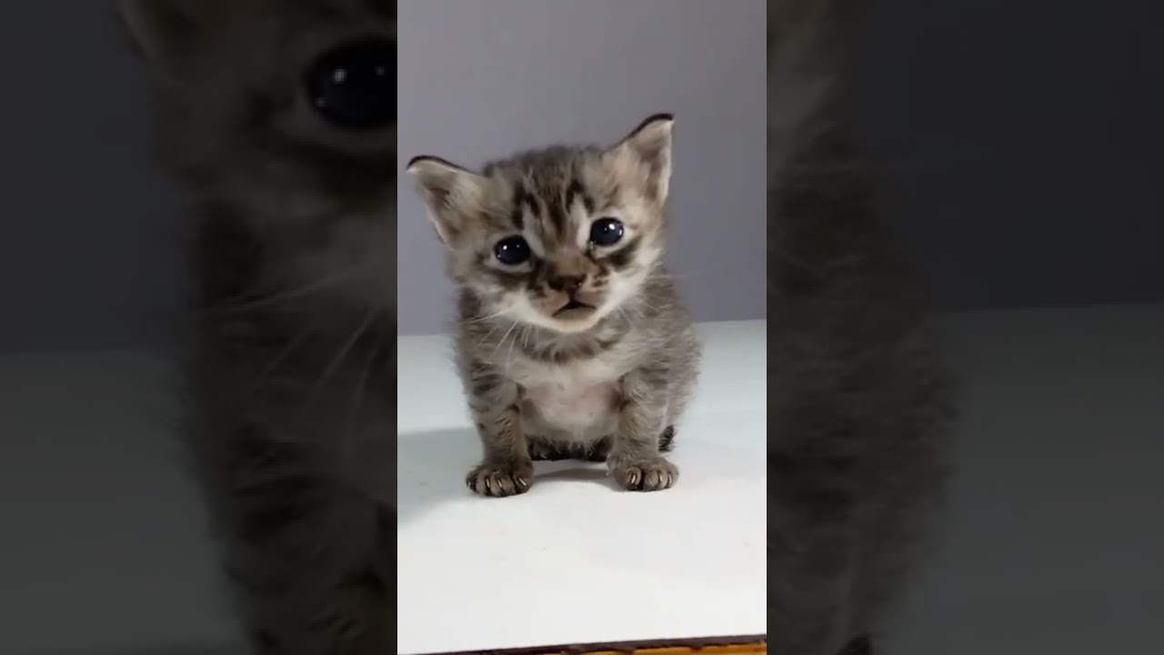 Cat emotional video 🥺🥺😭#kitten crying# shorts
