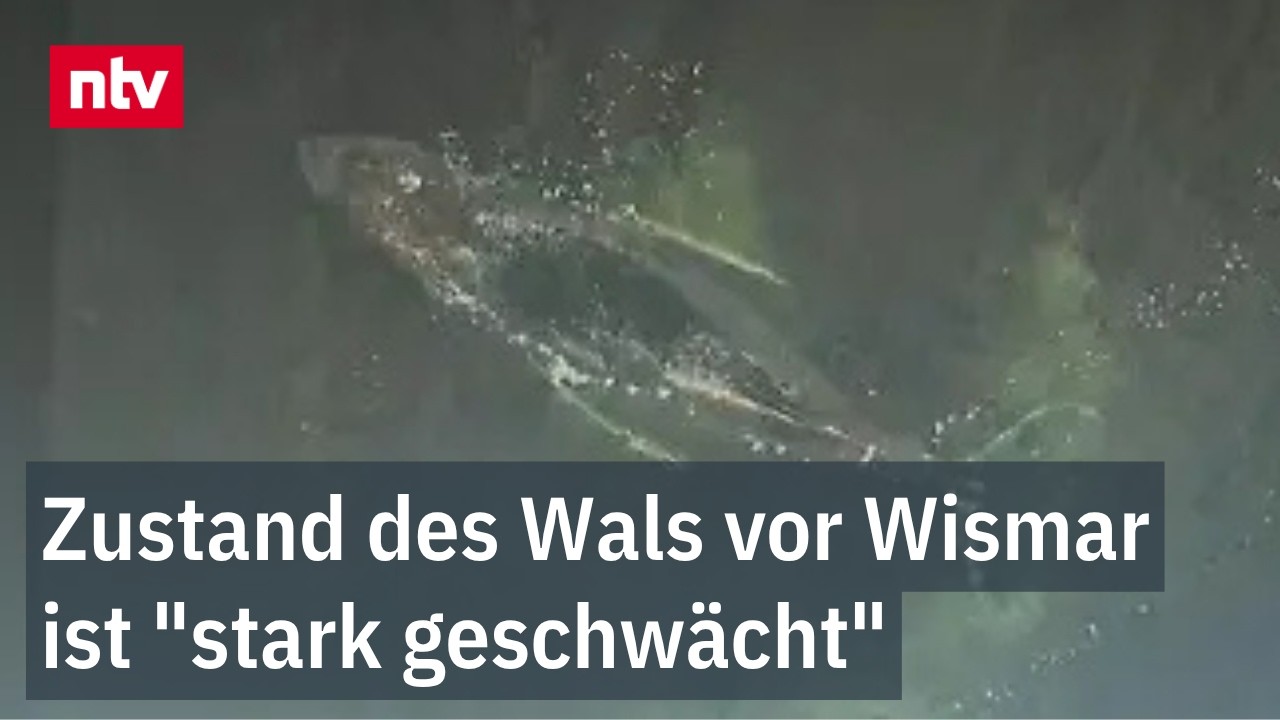 Meeresriese in der Ostsee erneut auf Sandbank gestrandet | ntv