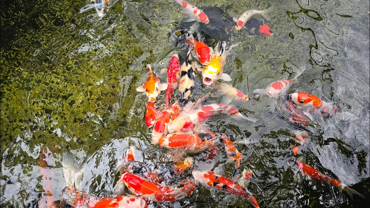 Satisfying Koi Feeding Frenzy  Relaxing Water Sounds ASMR