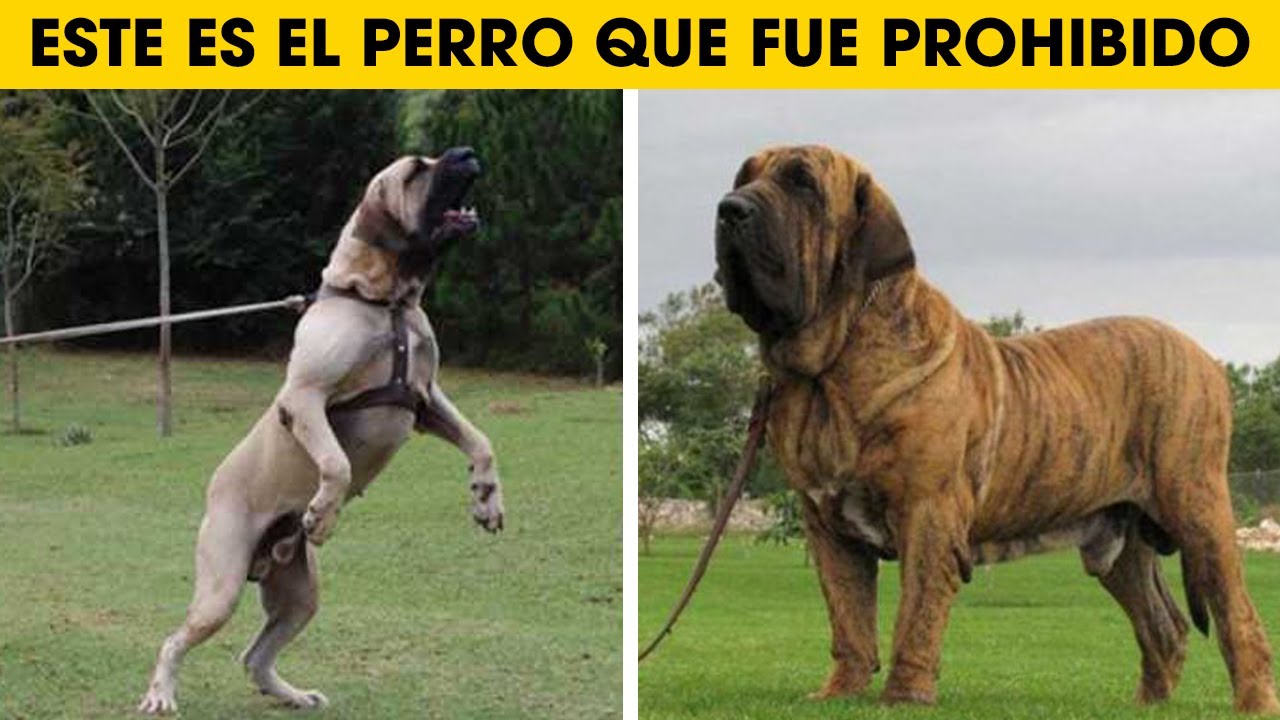 Cosas Que No Sabias De Los Perros Fila Brasileiro