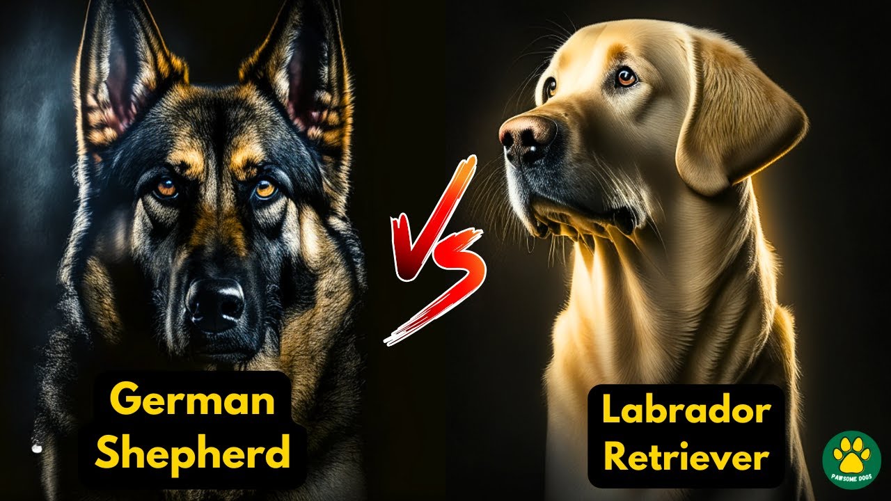 German Shepherd VS Labrador Retriever | Which Dog is BEST?