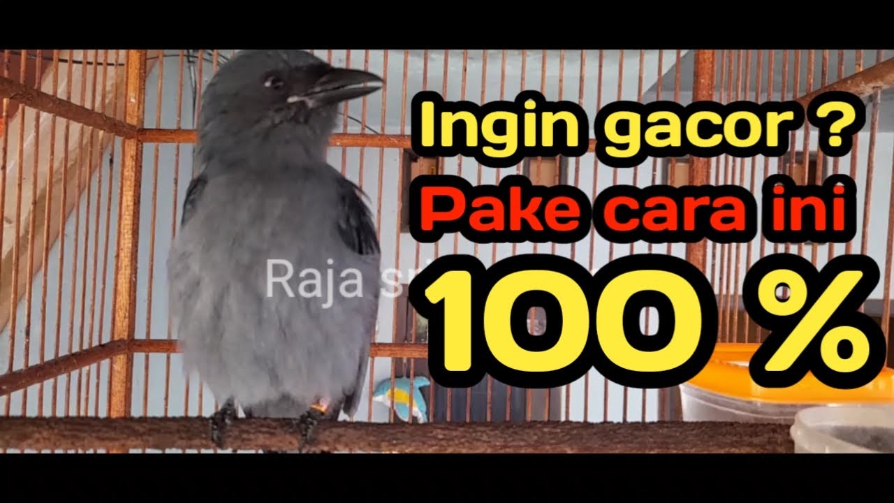 RAWATAN HARIAN SRIGUNTING ABU !