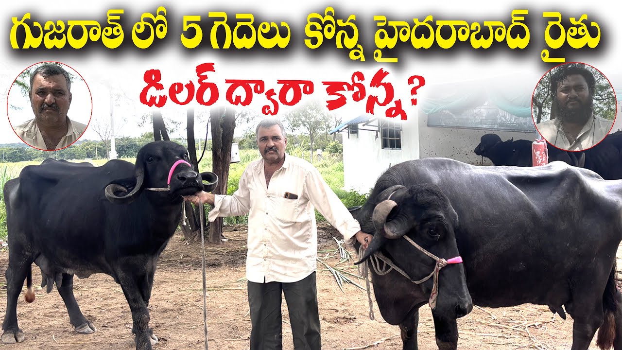 గుజరాత్లో 5 గేదెలు కొన్న హైబరాబాద్ రైతు || Gujarat Buffalo  Dealer 