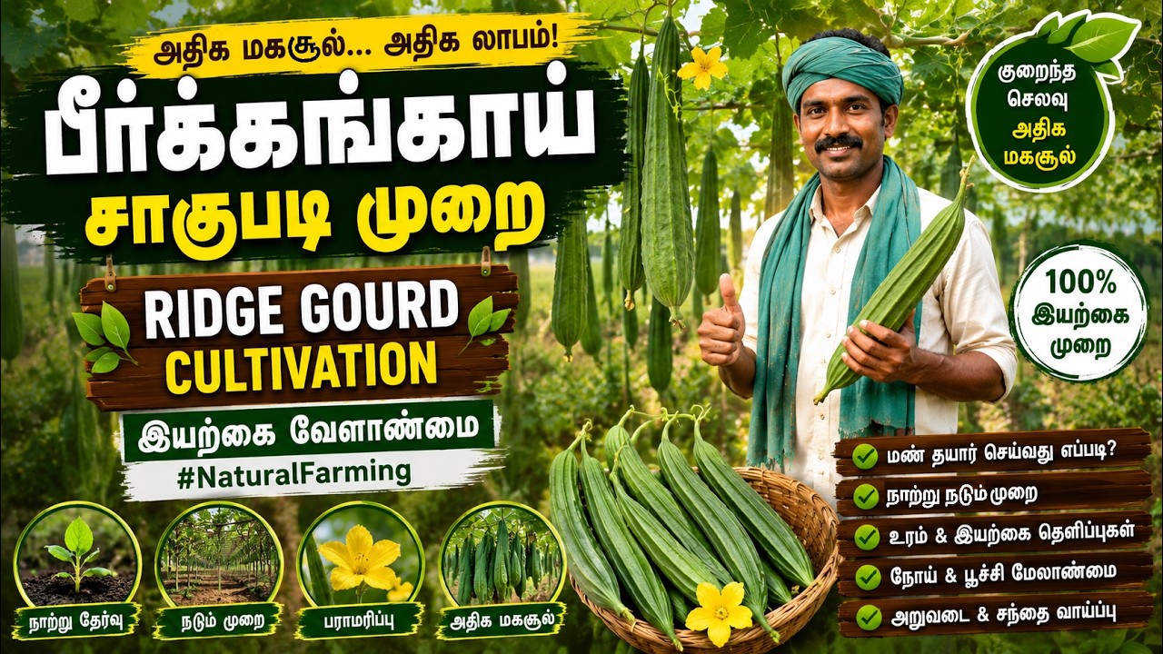 பீர்க்கங்காய் சாகுபடி முறை | Ridge Gourd Cultivation | இயற்கை வேளாண்மை #NaturalFarming |