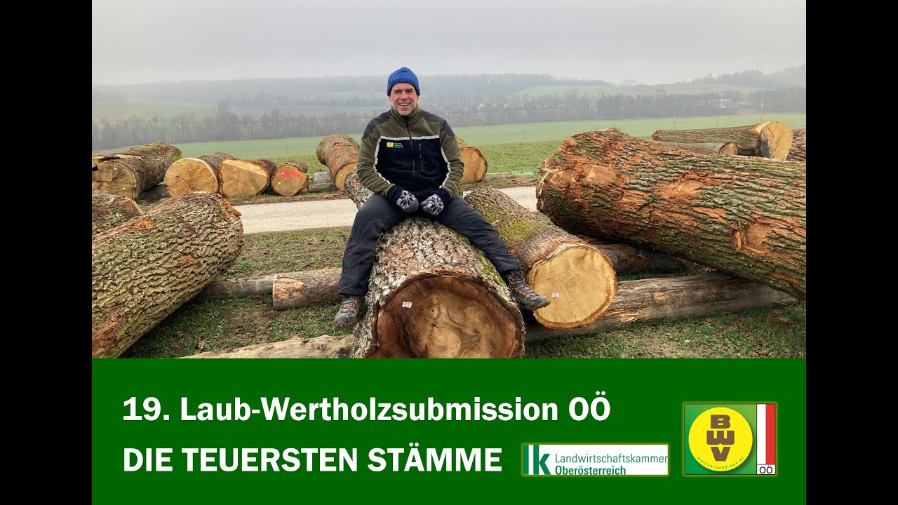 WERTHOLZVERSTEIGERUNG LAUBHOLZ: Submission Waldverband OÖ, die teuersten Stämme Österreichs
