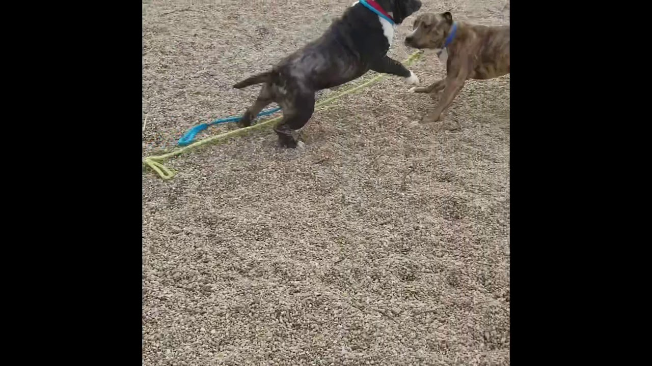 Dog Play Date example