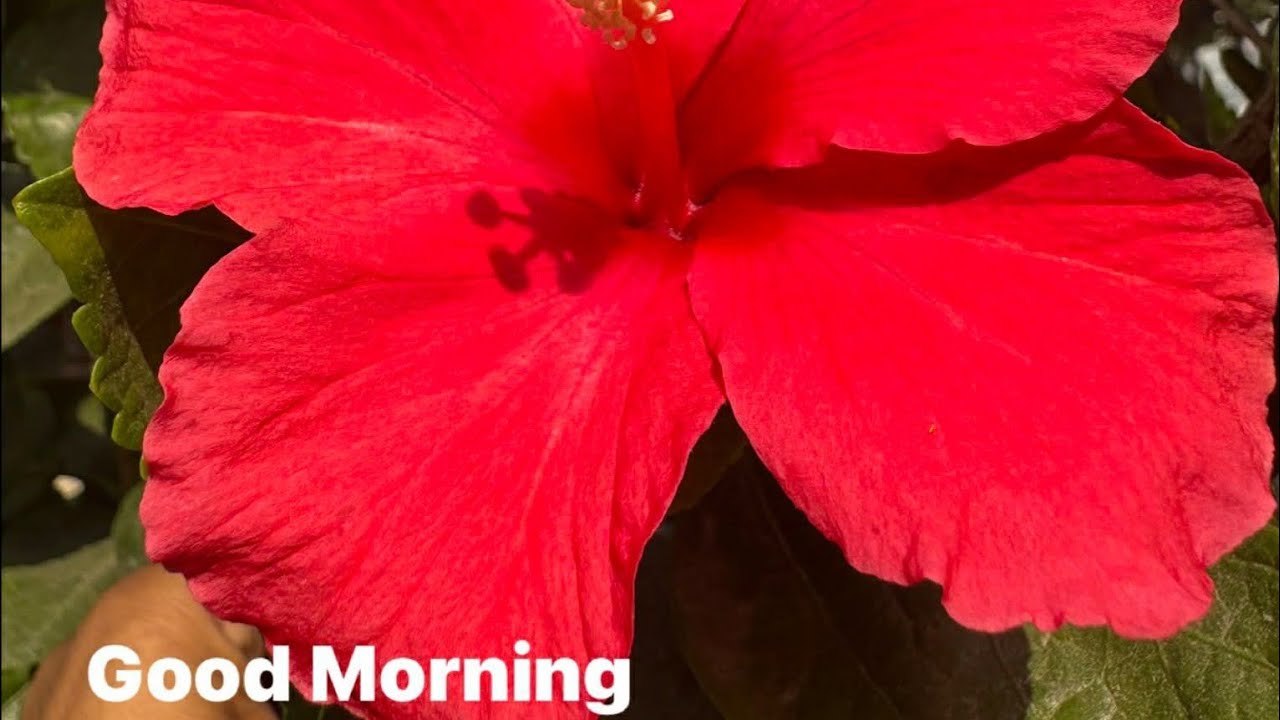 शिव गौरा की बेटी  is Live good morning everyone welcome dear friends Radhe Radhe