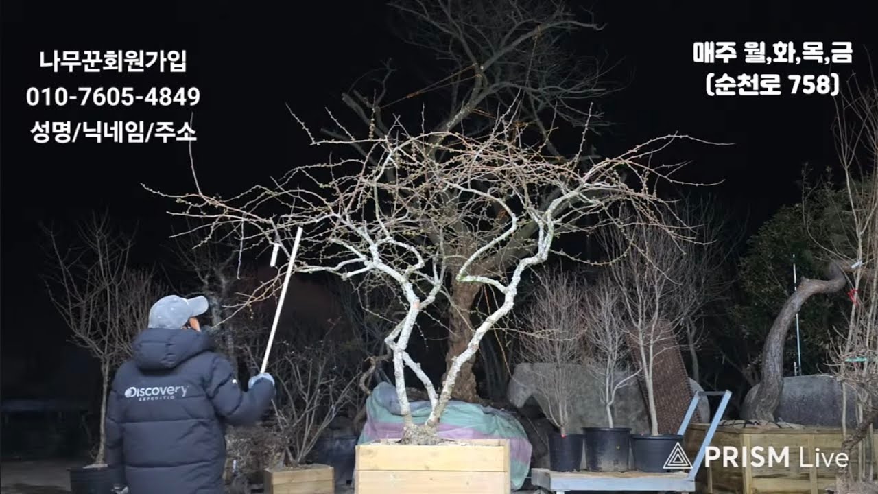 26년03월06일 님사랑이야기의 나무꾼경매장 142회(특수목,조경수,분재,정원수)