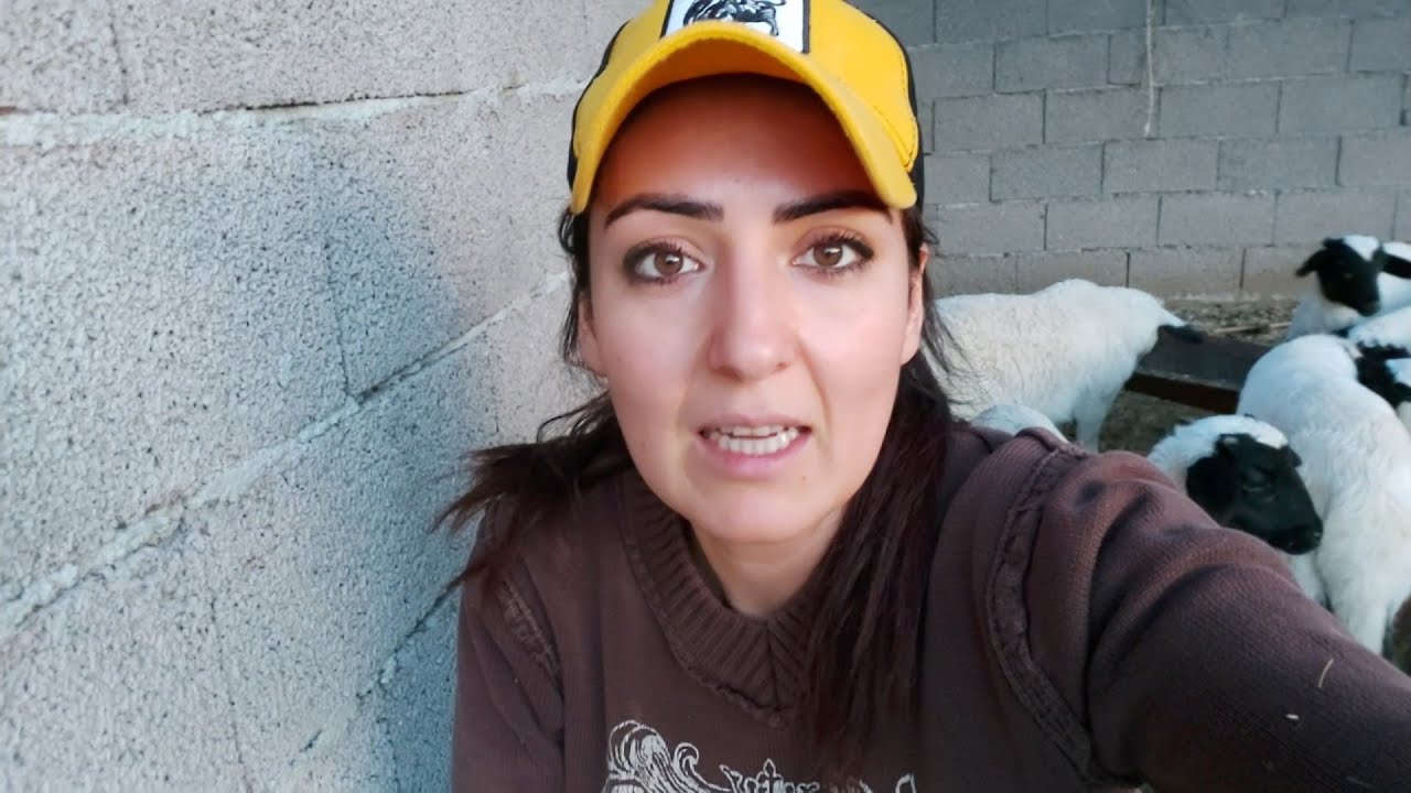 Sakız Koyunu, Mushçe ve turgay ile yaylım.