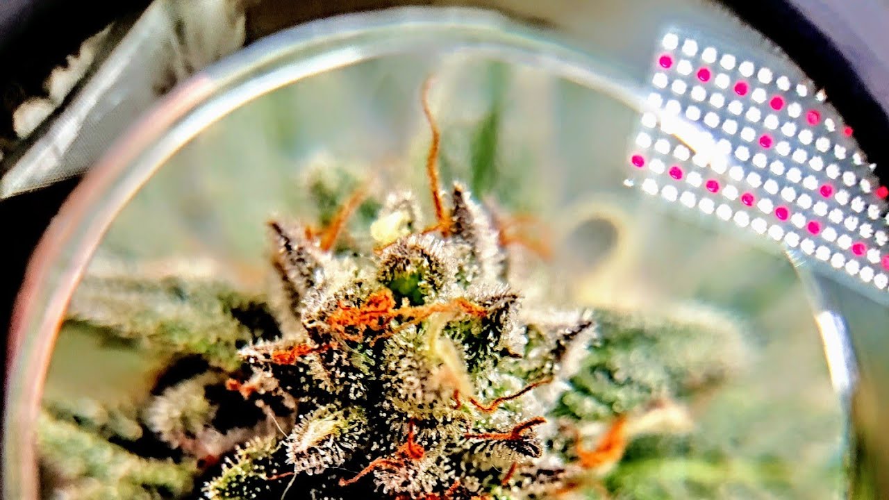 #Grow Update: Late bud formation