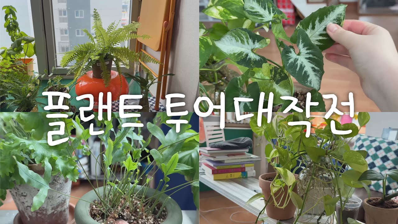 Plant Tour 🏡 12평 복층 원룸 식물 투어 | 플랜트 투어 대작전 | 전국~내방식물자랑! | 키우기 쉬운 식물 추천 | 플랜테리어 | 화분추천