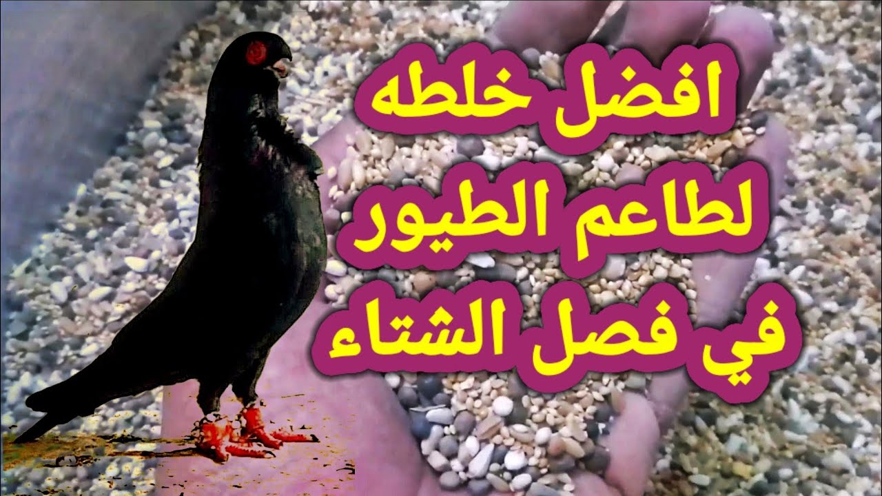 افضل اكل للحمام والطيور في فصل الشتاء