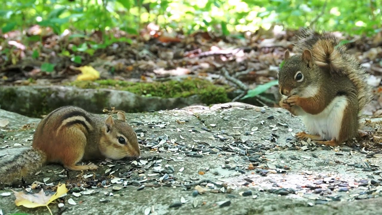 Red Squirrels, Chipmunks and Forest Friends - 10 Hour CAT TV - June 23, 2023