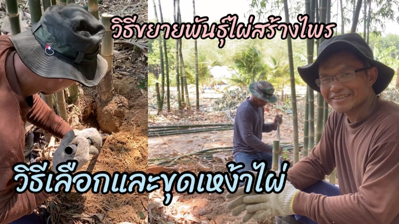 วิธีเลือกและขุดเหง้าไผ่ไปปลูก