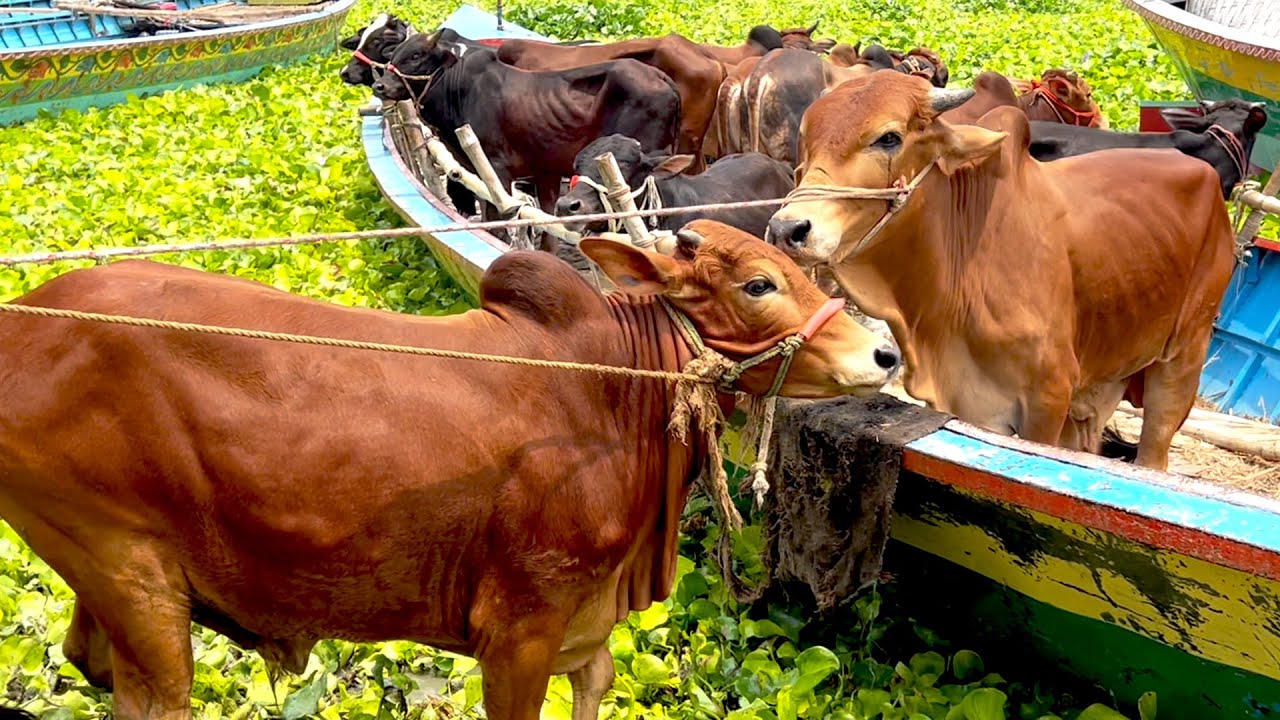 cow unloading, cow videos, cow video, big cow, goru hamba cow, Ep - 568