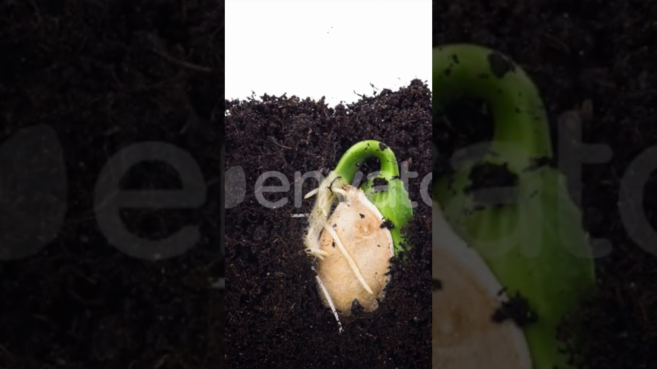 #seedgrow #soilseed #plantation #nursery #seedgrowing