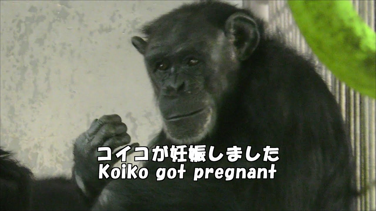 【京都市動物園】チンパンジー、コイコが妊娠　Chimpanzee, Koiko pregnancy
