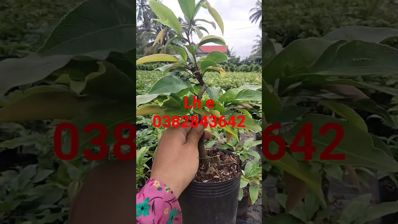 cuc nghe.cuc vip.cuc tran ch&acirc;u  hhtt.binh loi v&agrave; nhiều giống kh&aacute;c lh xuy&ecirc;n 0382843642.gia rẻ bất ngo