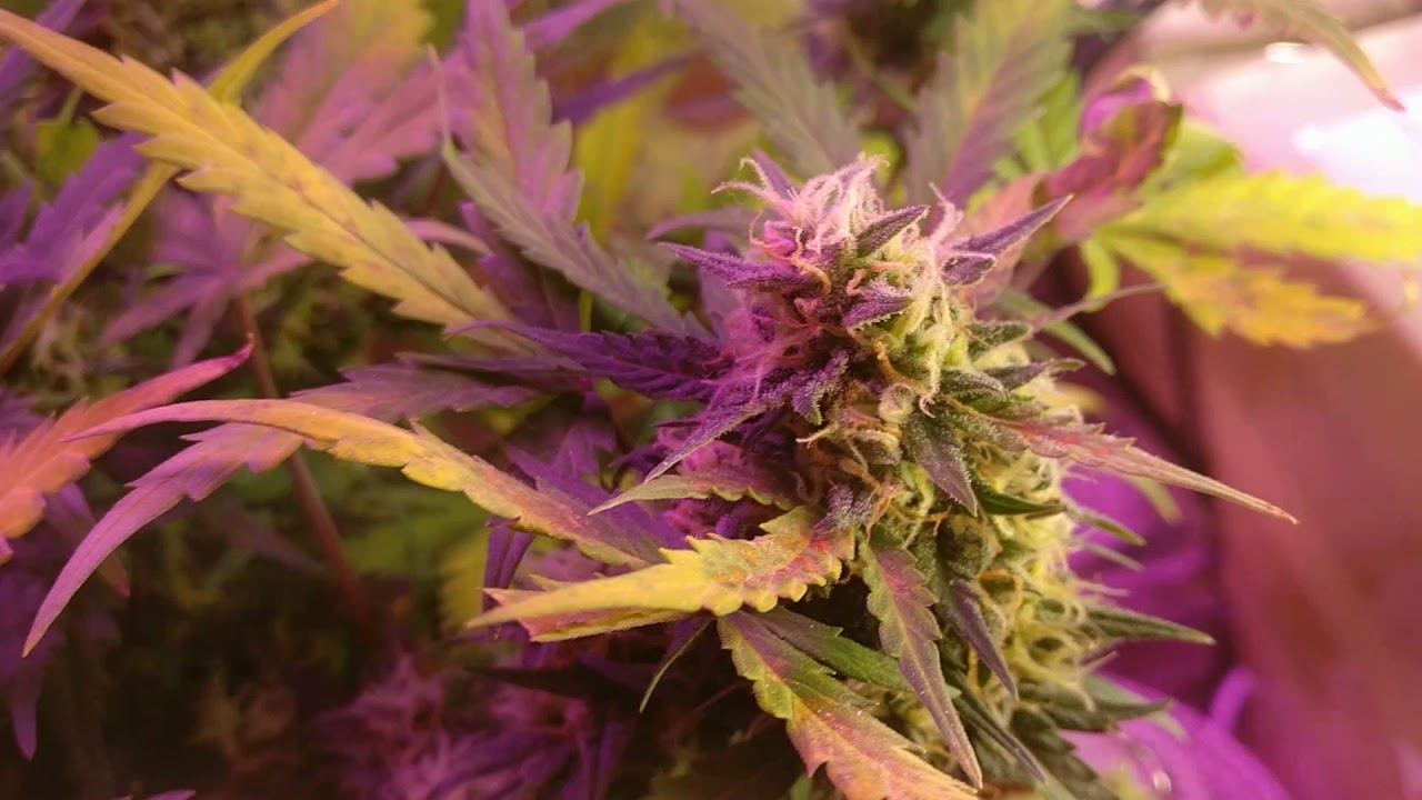 Auto Blue Amnesia -DAY 57 *TRICHOMES CHECK*