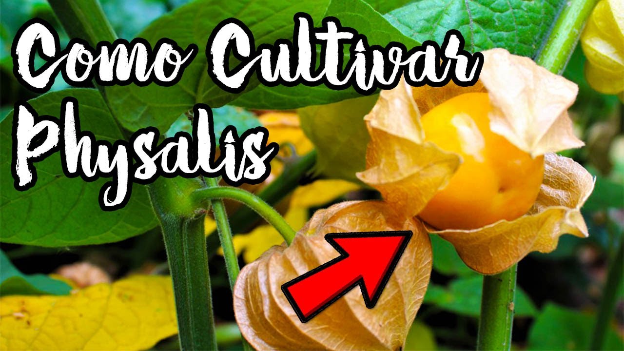 #PHYSALIS CULTIVA Esta Maravillosa Planta y Usa Este ENTURADO En Arco y Tendrás ALIMENTO Por Años 🌱