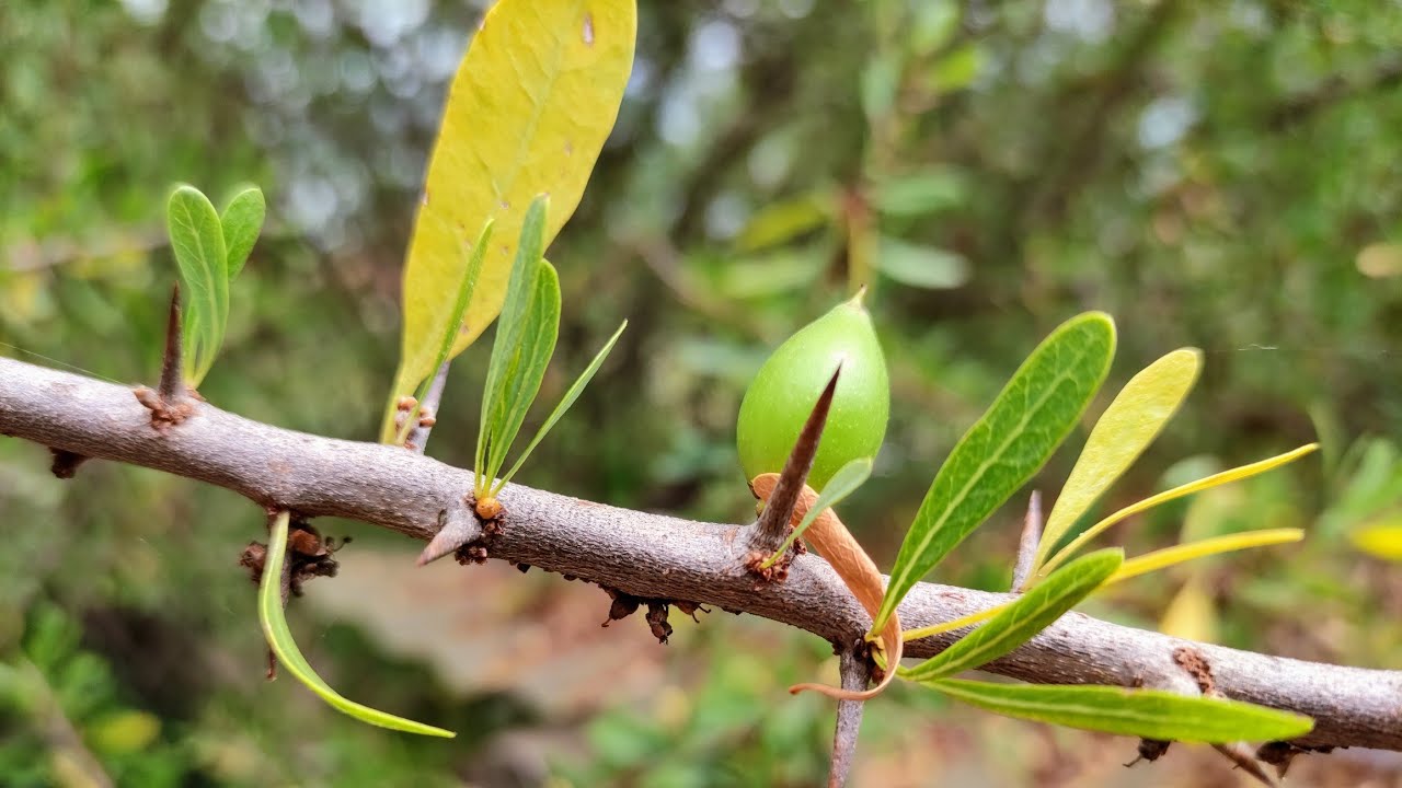 Argan / Goat Tree (Argania spinosa) - eating ripe seeds and unripe fruit