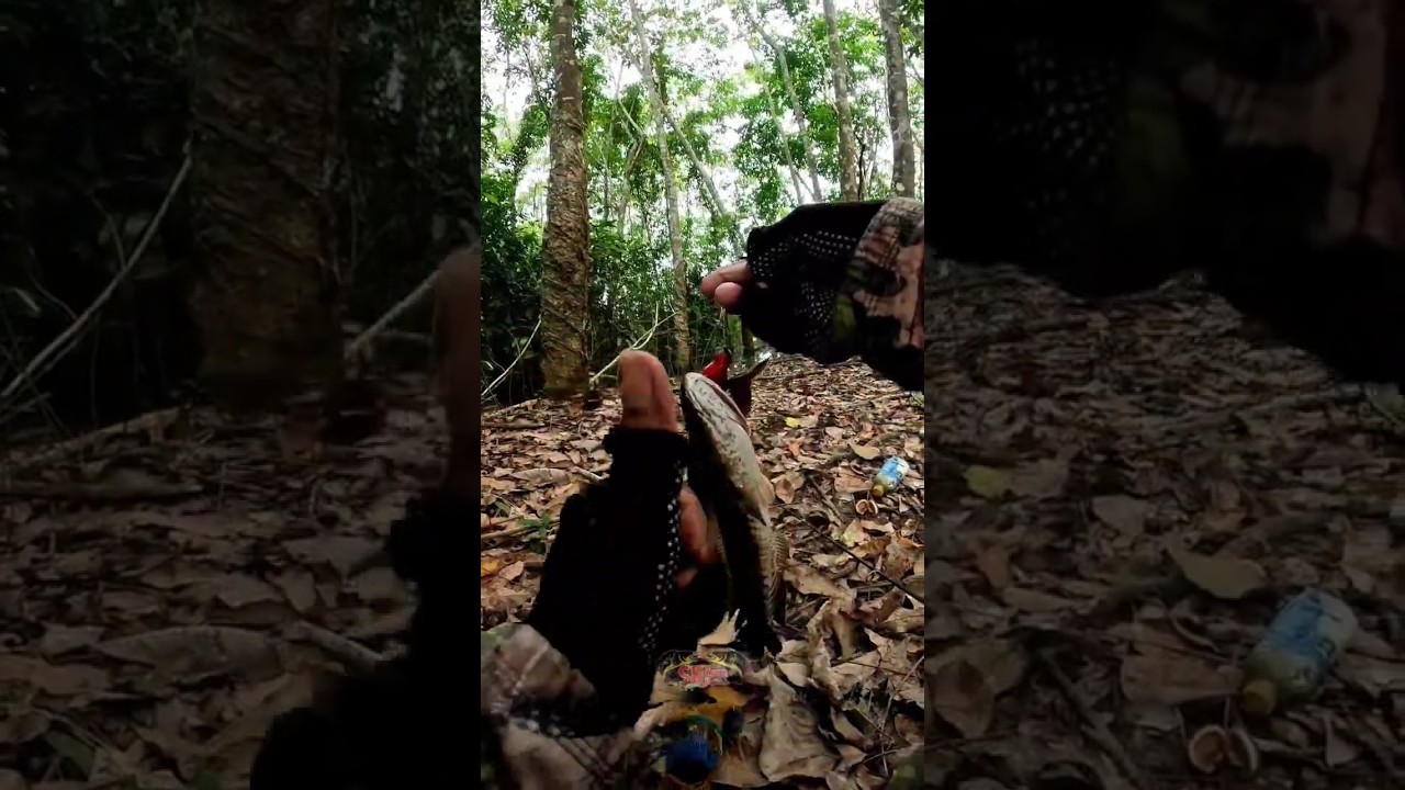 cesting ikan gabus di kebun karet yang kebanjiran 