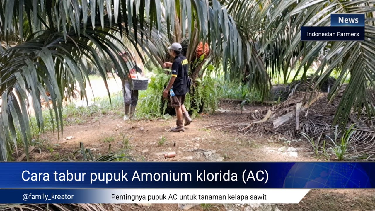 Cara aplikasi pupuk Amonium Clorida pada sawit