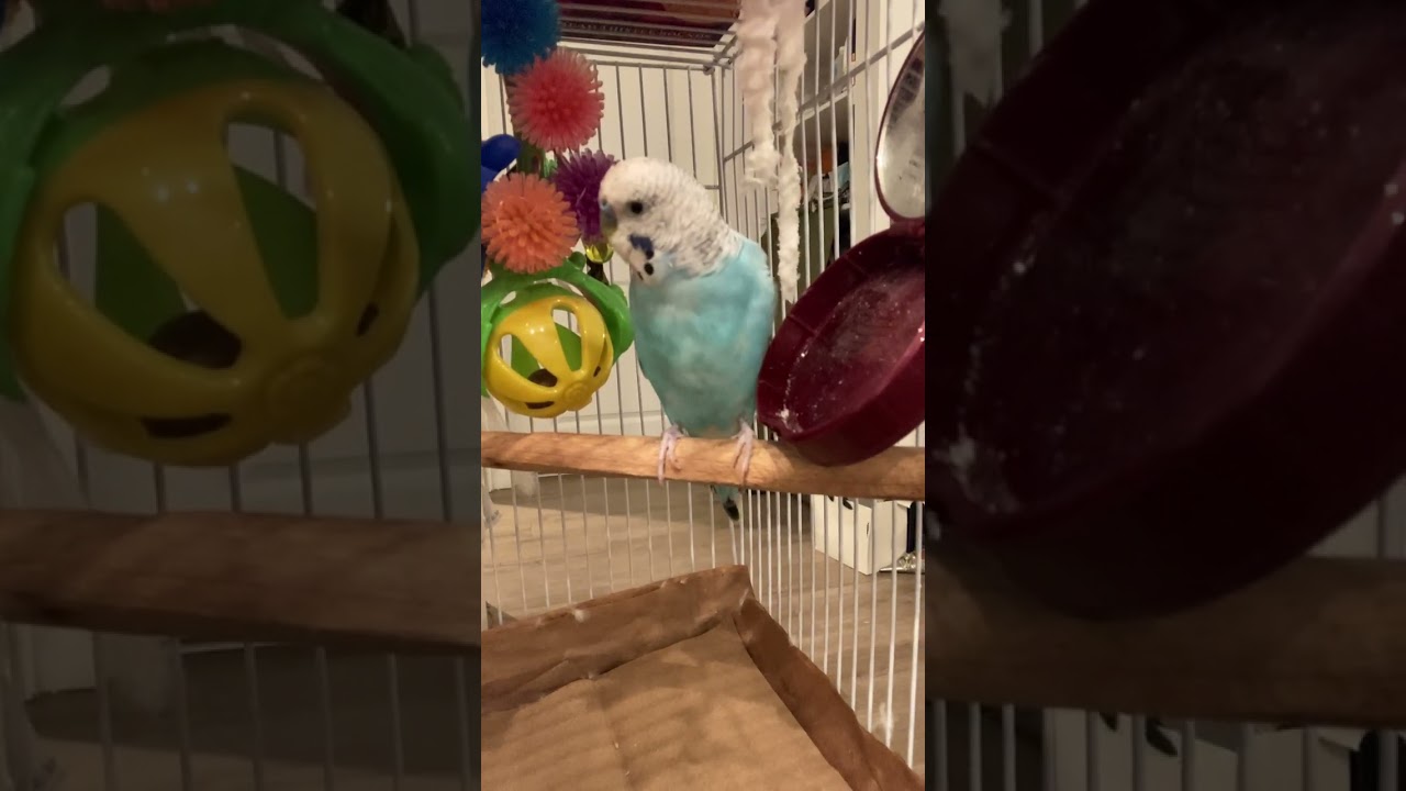 Australian Parakeets 🌟 Amazon Haul🥇🐦🐦🐦🦅🦅🦅January 16, 2026