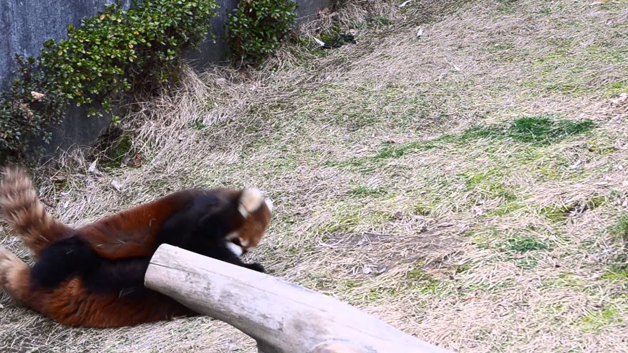 ミンファ　VS　ミルキー親子　最後の戦い