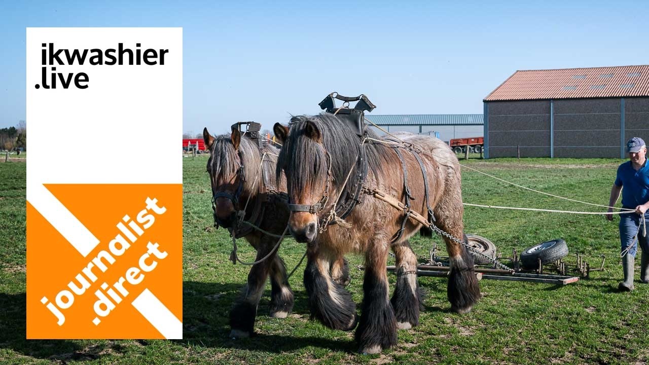 Weideslepen met Belgische trekpaarden en Andreas Van Geyte van Stal van 't Hof te Moerzeke