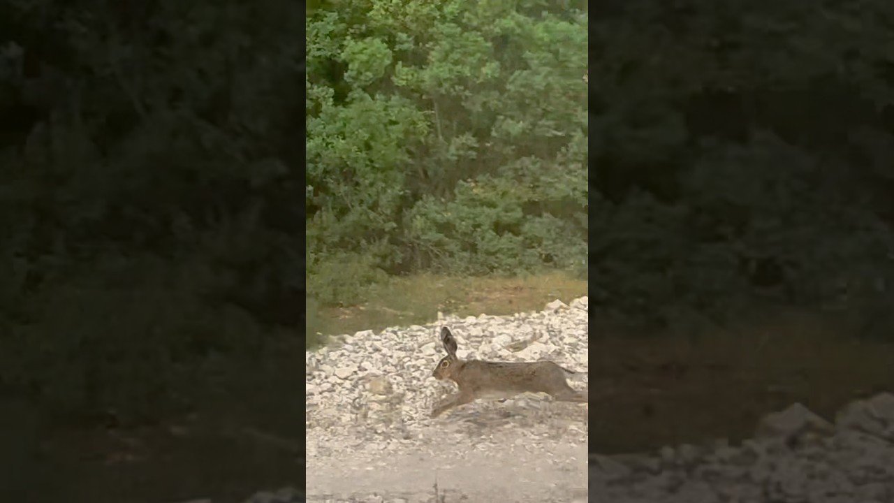 RABBİT 🐇 G&Uuml;ZEL BİR KOVGUN!                   #hunting #hunter #tavşanavı #rabbit #harehunting