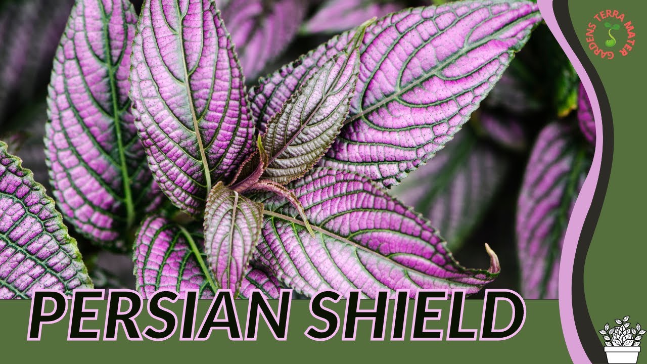PERSIAN SHIELD Information and Growing Tips! (Strobilanthes dyerianus)