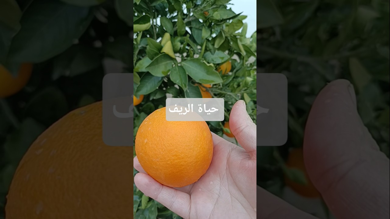 حياة الريف بساطة هدوء وراحة نفسية#shorts#nature#حياة_الريف#نكهة_يومي#الجزائر#جمال_الجزائر