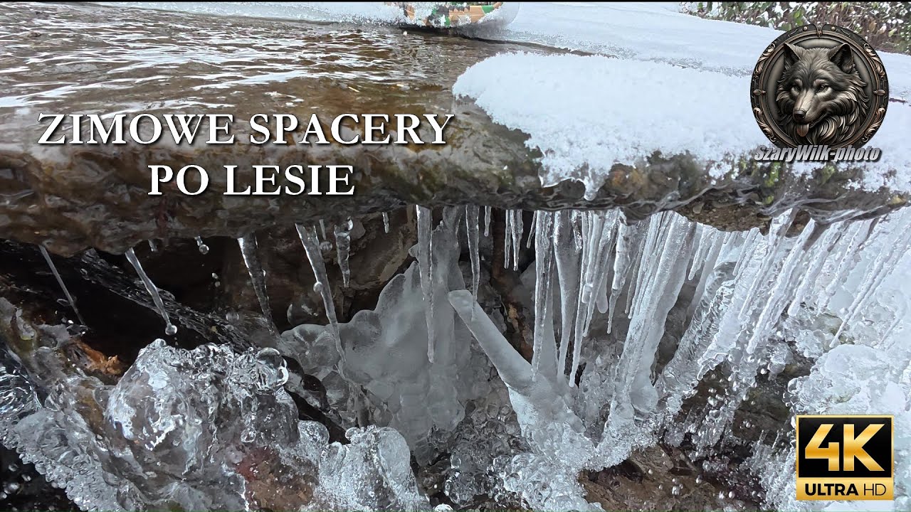 Zimowe spacery po lesie 4K