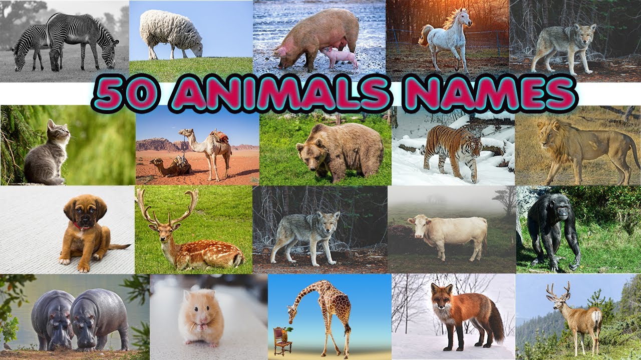 50 Animals Name in English with pictures