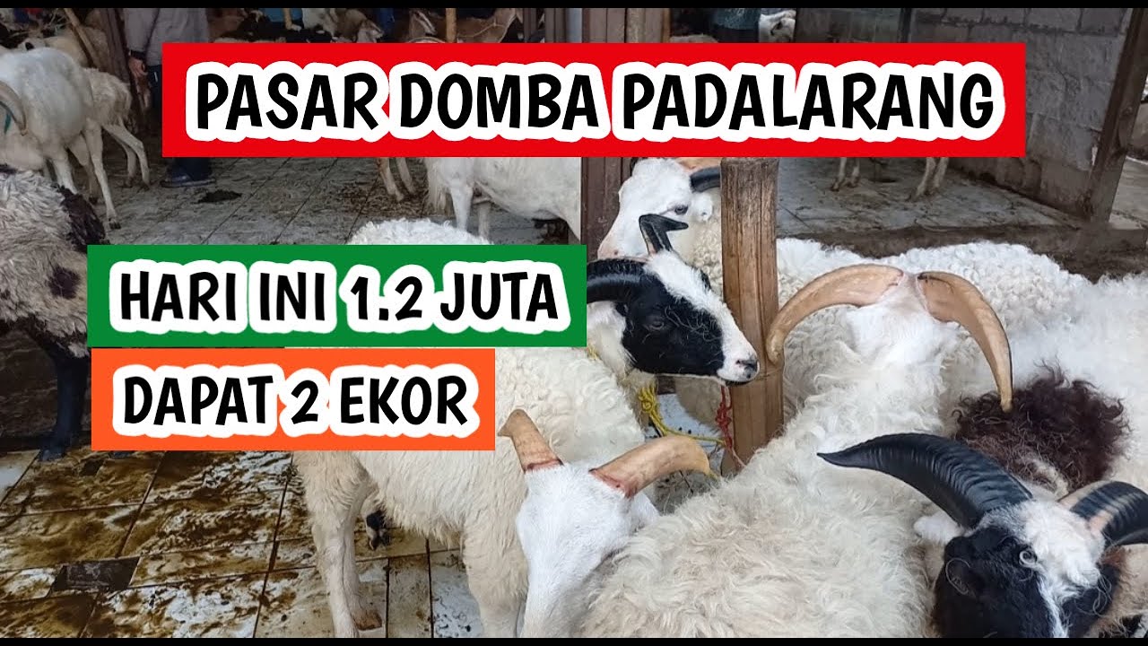 Hari ini 1.200.000 dapat 2 ekor, harga domba garut dan domba priangan (100226)