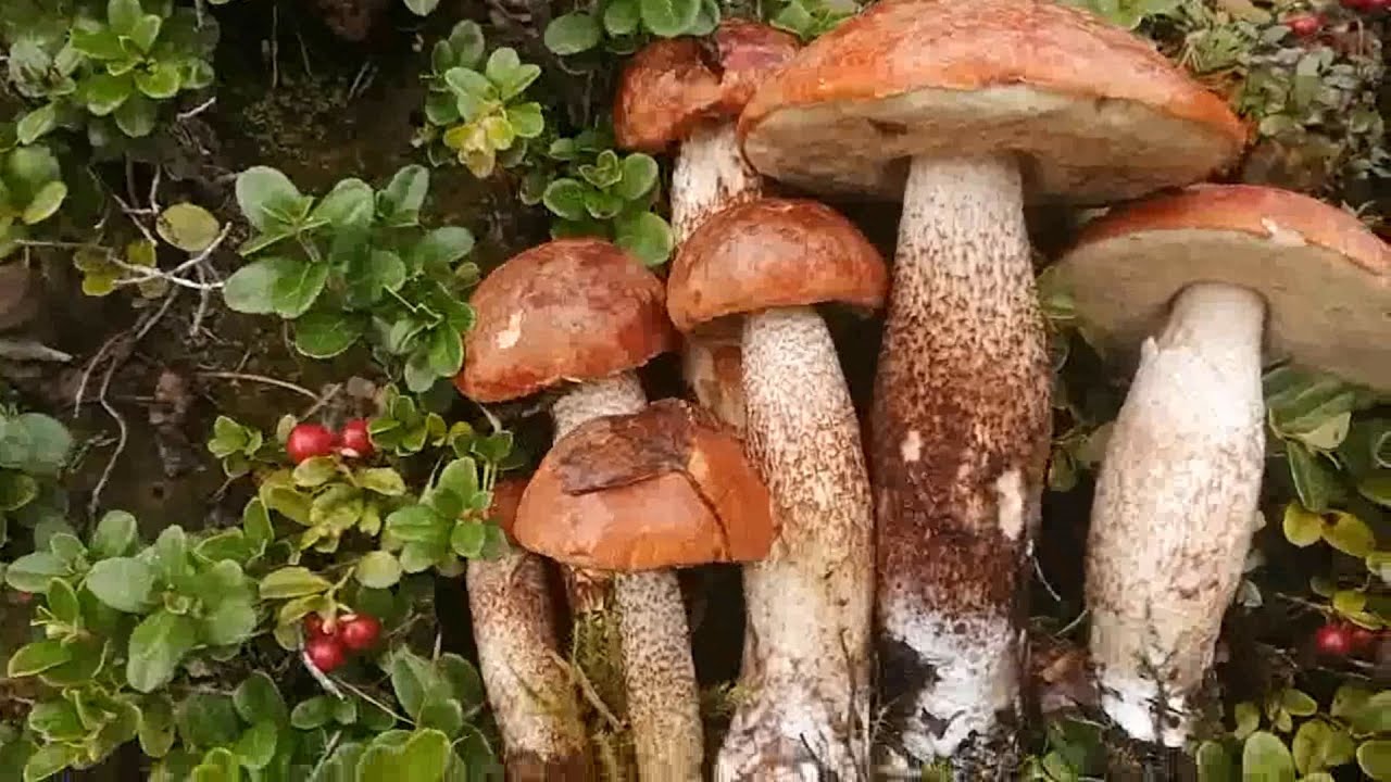 Попали в бело-подосиновиковый рай