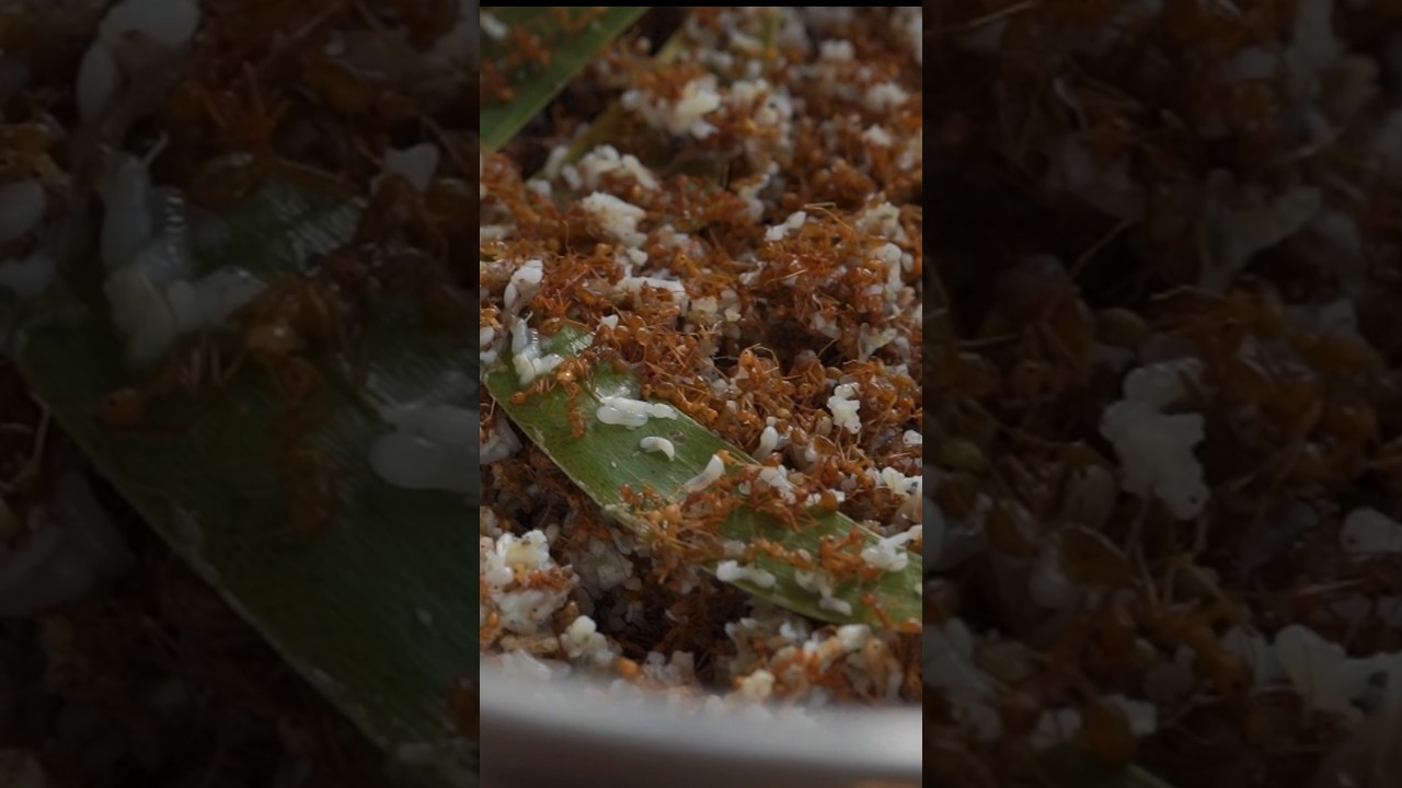 Red ant what?! Muyo, a red ant chutney — odd-sounding, spunky, delicious and lively!